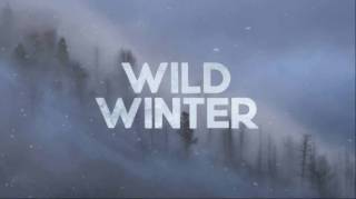 Дикая зима / Wild winter (2016)