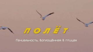 ПОЛЁТ: гениальность, воплощённая в птицах / FLIGHT: The Genius of Birds (2013)