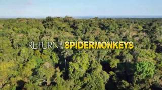 Возвращение паукообразных обезьян / Return of the spidermonkeys (2016)