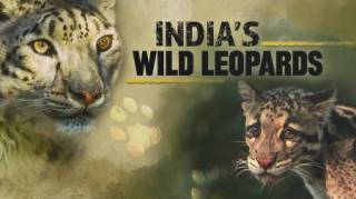 Индийский леопард / India's Wild Leopards (2019)