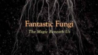 Фантастические Грибы / Fantastic Fungi (2019)