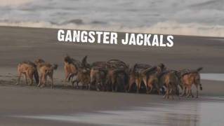 Шакалы-ганстеры / Gangster jackals (2016)