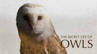 Тайная жизнь сов / The secret life of owls (2017)