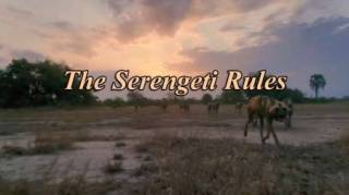 Законы Серенгети / The Serengeti Rules (2019)