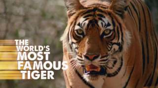 Самый знаменитый в мире тигр / The world's most famous tiger (2017)