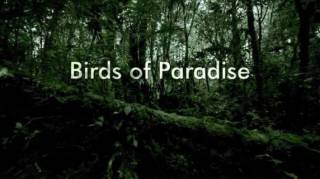 Птицы рая. Живая Природа / Natural World. Birds of Paradise (2010)