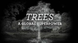 Деревья: гении мира природы / Trees, a Global Superpower (2020)