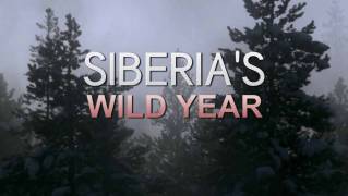 Год диких животных: Сибирь / Siberia's wild year (2017)